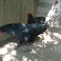 Ho due maschi jersey gigant nero