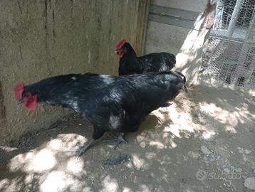 Ho due maschi jersey gigant nero