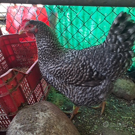 Gallina UNA non spedisco