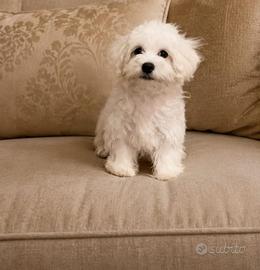 Cane maltese