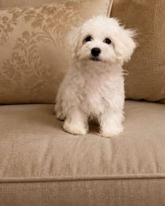 Cane maltese