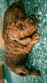 Splendidi cuccioli di barboncini red-alta genealog