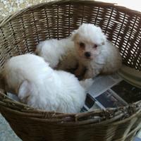 Maltese toy cuccioli
