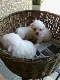 Maltese toy cuccioli