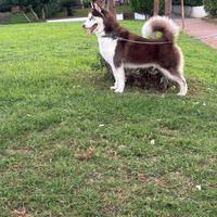 Disponibile per monta - Splendido Husky Siberiano