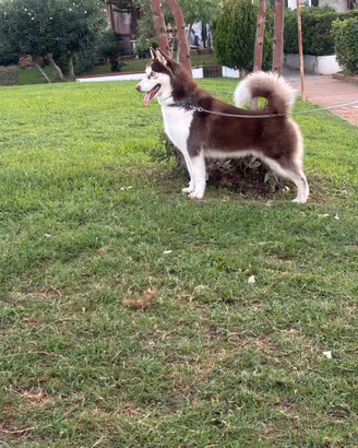 Disponibile per monta - Splendido Husky Siberiano