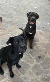 Cuccioli cane corso