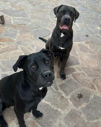 Cuccioli cane corso