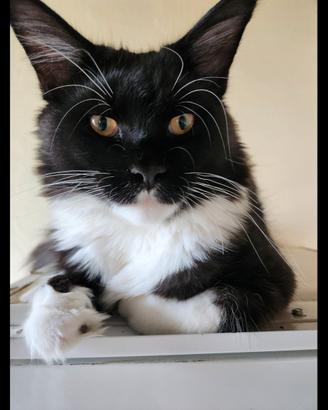 Cucciolata Maine Coon