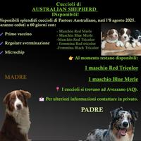 Pastore Australiano cuccioli