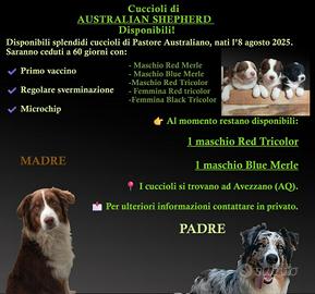 Pastore Australiano cuccioli