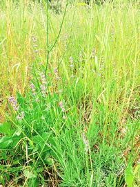 Lavanda Biodiversa