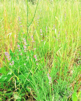 Lavanda Biodiversa