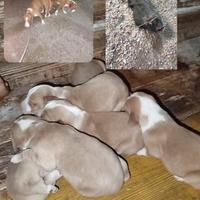 Cuccioli di Posavatz da caccia al cinghiale