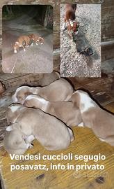 Cuccioli di Posavatz da caccia al cinghiale