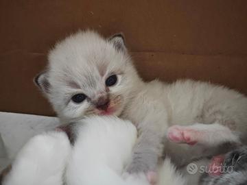 Cuccioli di Ragdoll
