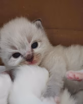 Cuccioli di Ragdoll