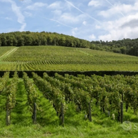 Azienda agricola irrigua e vitivinicola