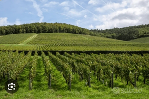 Azienda agricola irrigua e vitivinicola