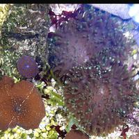 Pack Rhodactis-Discosoma, coralli molli