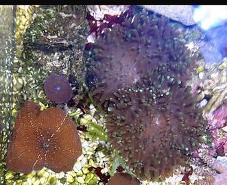 Pack Rhodactis-Discosoma, coralli molli