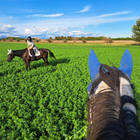 Cavalli per passeggiate e maneggio