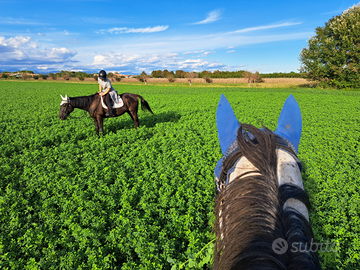 Cavalli per passeggiate e maneggio