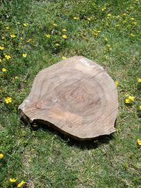 Fetta di legno di betulla