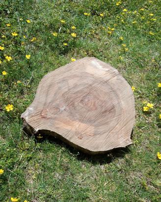 Fetta di legno di betulla