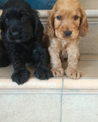 Cocker