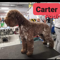 Lagotto Romagnolo