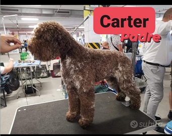 Lagotto Romagnolo