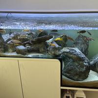 Acquario e mobile artigianale