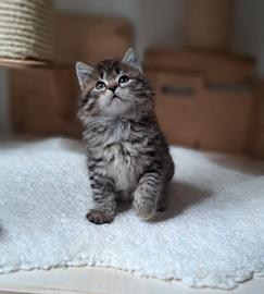 Cucciolo gatto siberiano pedigree
