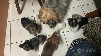 Yourkhair biwer rara