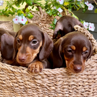 Splendidi cuccioli bassotto nano chocolate