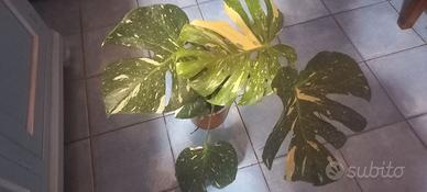 MONSTERA DELICIOSA VARIEGATA