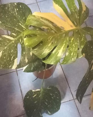 MONSTERA DELICIOSA VARIEGATA