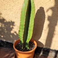 Pianta Eufobia ingens