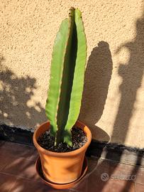 Pianta Eufobia ingens