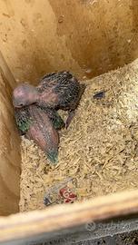 Pulli dí parrocchetto dal collare