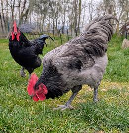 Gallo Australorp Blu uniforme - selezione