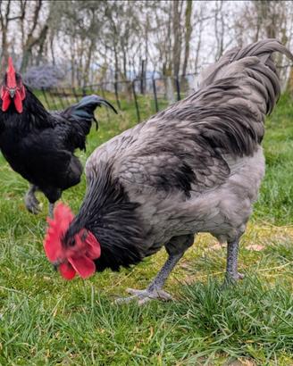 Gallo Australorp Blu uniforme - selezione