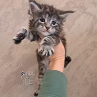 Cucciolo maine coon