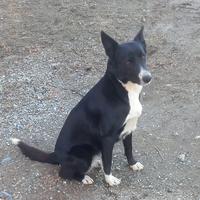 Cane di razza border collie
