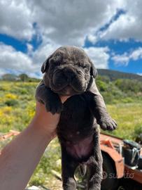 Cuccioli Cane Corso