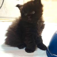 Cuccioli Maine Coon con Pedigree