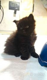 Cuccioli Maine Coon con Pedigree