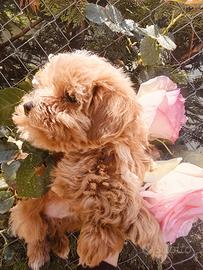 Vasta scelta di Maltipoo