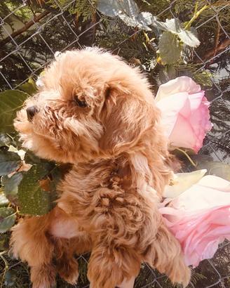 Vasta scelta di Maltipoo